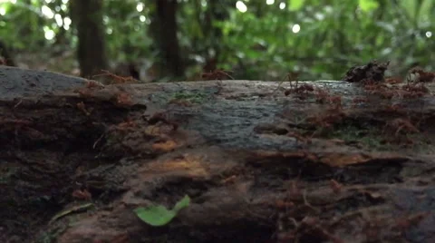 Leaf cutter ants march through a tree branch. Slow Motion Stock Footage 51361304