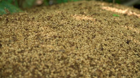 Leaf cutter ants in the rainforest of Panama Stock Footage 184944482