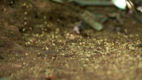Leaf cutter ants in the rainforest of Panama Stock Footage 184949538