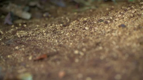 Leaf cutter ants in the rainforest of Panama Stock Footage 184957218