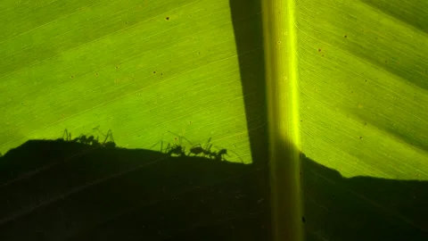 Leaf Cutter Ants Silhouette Crawling On A Leaf 4K Jungle Tropics Animals Nature Stock Footage 307122216