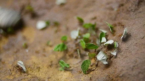Leaf cutter ants with slices of leaf Stock Footage 94651907