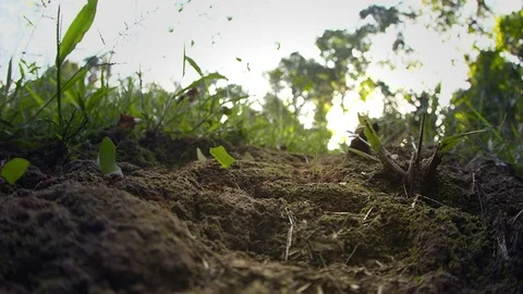Leaf-Cutter Ants - on their way back home - Amazon Stock Footage 73065571