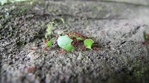 Leaf Cutter ants transporting cut leaves in the Peruvian Amazon Stock Footage 10969465