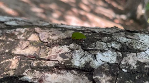 Leaf cutter ants on a tree Stock-Footage 240943632