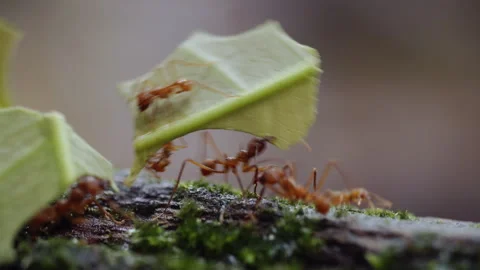 A leaf-cutter ants, walking along the trunk of a fallen tree and carrying leaves Stock Footage 286867312