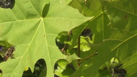 Leaf cutter bee cutting from a maple leaf Stock Footage 73464252