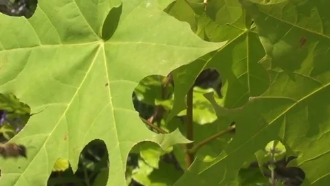 Leaf cutter bee cutting from a maple leaf Stock Footage 73464267
