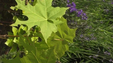 Leaf cutter bee cutting from a maple leaf Stock Footage 73466622