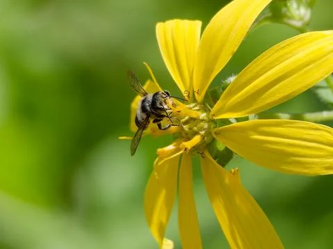 Leaf cutter bee feeding on Starry Rosinweed wildflower Foto stock