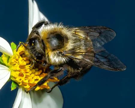 Leaf cutter bee Stock Photos