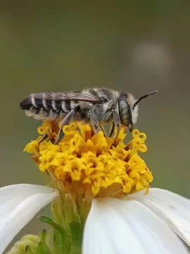 Leaf cutter bee Stock Photos