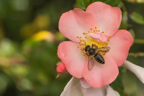 Leaf cutter bee on a pink rose Stock Photos