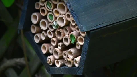 Leaf cutter bees Vidéo 250396246