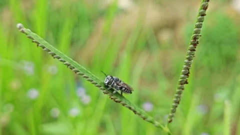 Leaf Cutter Cuckoo Bee Stock Footage 282773988