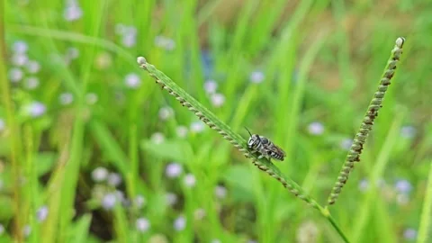 Leaf Cutter Cuckoo Bee Stock Footage 282774113