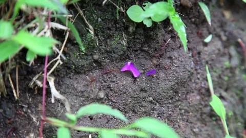 Leaf Cutter or Parasol Ants in the rainforest of Costa Rica Arenal area Stock Footage