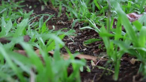 Leaf Cutter or Parasol Ants in the rainforest of Costa Rica Arenal area Stock Footage 80515423