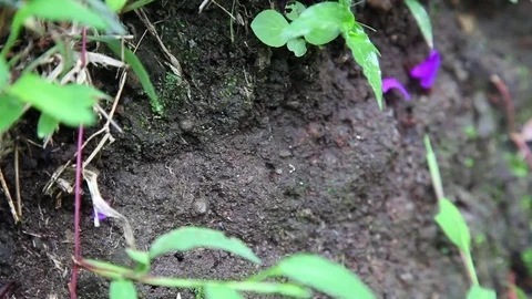 Leaf Cutter or Parasol Ants in the rainforest of Costa Rica Arenal area Stock-Footage 80515428