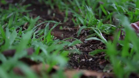 Leaf Cutter or Parasol Ants in the rainforest of Costa Rica Arenal area Stock Footage 80884064