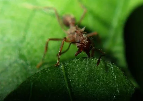 Leaf cutting ant Stock Photos