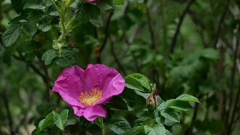 Leaf-cutting bee Video stock 116662503
