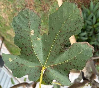 Leaf with damage and stains Stock Photos