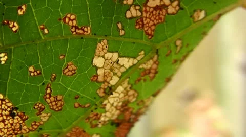 Leaf Damage from Caterpillar Stock Footage 10790841