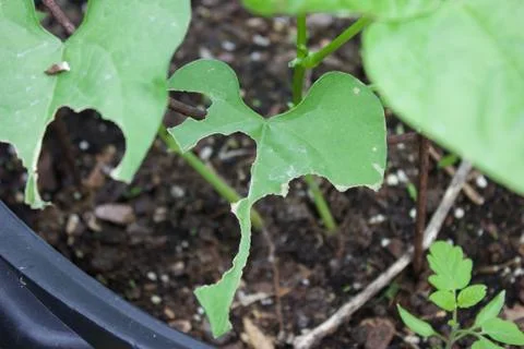 Leaf damage by insects Foto stock