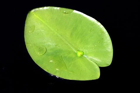 Leaf on dark background Stock Photos