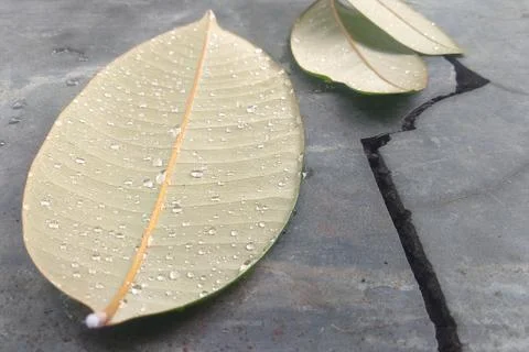 Leaf daun Stockfoto's