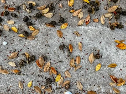 Leaf debris pavement, surface of wet asphalt dotted with dried leaf remnants and Stock Photos