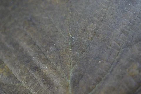Leaf of a deciduous tree Stock Photos