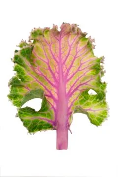 Leaf of decorative cabbage isolated on white background Stock Photos