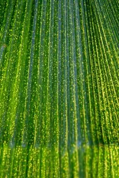 Leaf of decorative palm as a background image Stock Photos