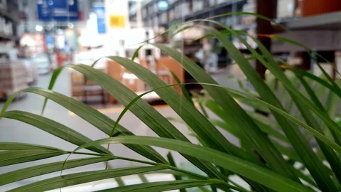Leaf of decorative palm tree on background of interior of hardware store. Stock Footage 258965791