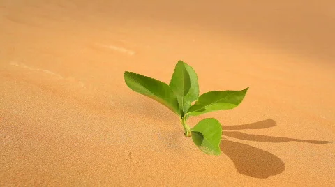 Leaf in desert close Stock Footage 564557