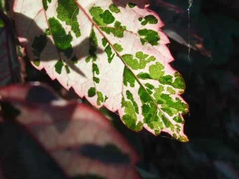 Leaf Detail close up Stock Photos