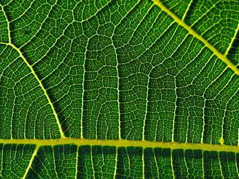 Leaf detail pattern Stock Photos