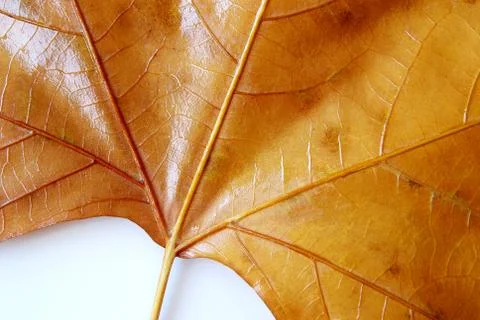 Leaf detail Stock Photos