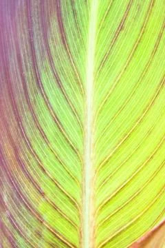 Leaf detail Stock Photos