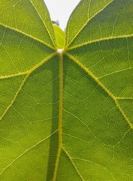 Leaf detail Stock Photos