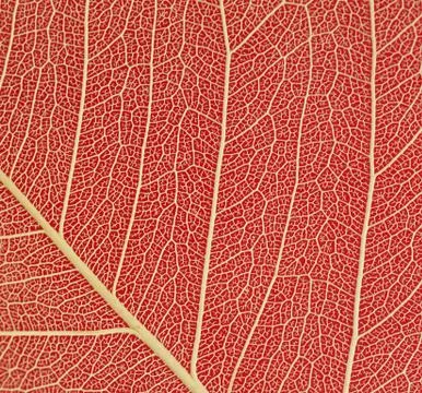 Leaf detail on red Stock Photos