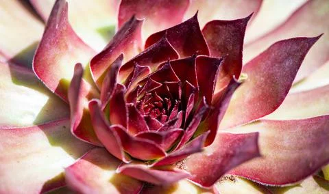 Leaf detail shows pink succulent pattern. Leaf symmetry shapes natural rose.. Stock Photos
