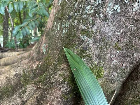 Leaf detail on a tree trunk Stock Photos