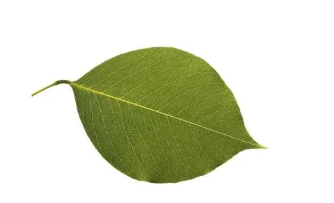 Leaf details of the sheesham tree Stock Photos