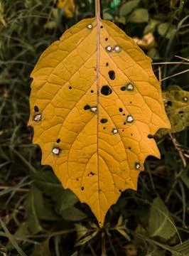 Leaf Deterioration Stock Photos