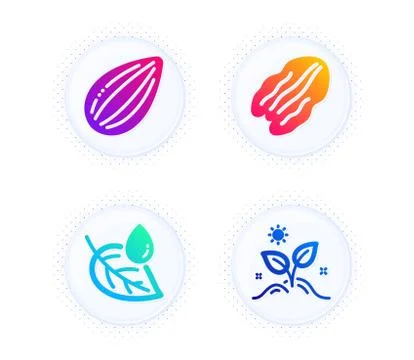 Leaf dew, Almond nut and Pecan nut icons set. Grow plant sign. Water drop Stock Illustration