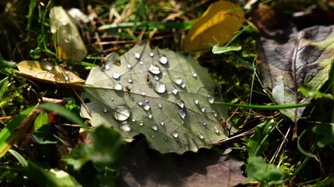Leaf in dew in autumn Stock Footage 255490670