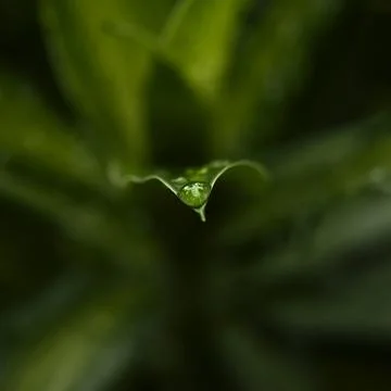 Leaf With Dew Drop Macro Centered Stock Photos